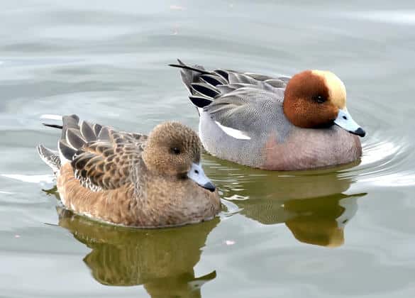 動物図鑑・ヒドリガモ